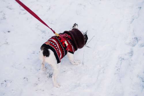 A french bulldog wearing a sweater out in the snow 4