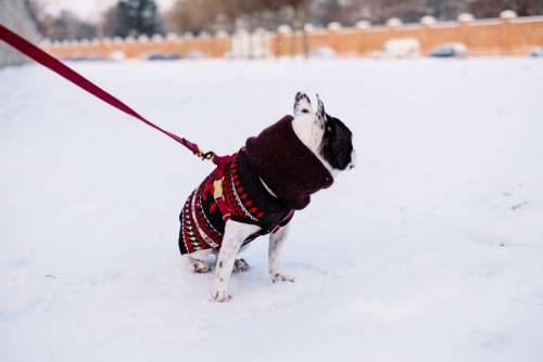 A french bulldog wearing a sweater out in the snow 5