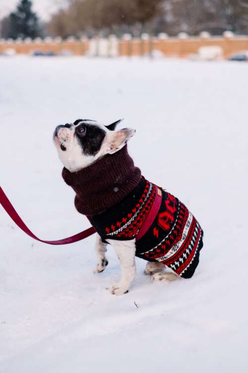 A french bulldog wearing a sweater out in the snow 3