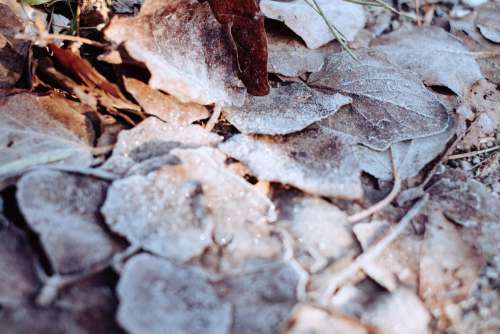 Frosted leaves 10