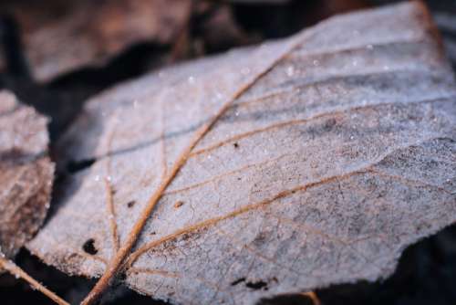 Frosted leaf closeup 3
