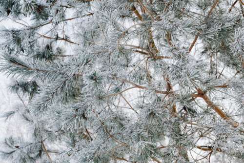 Snowy Winter Day