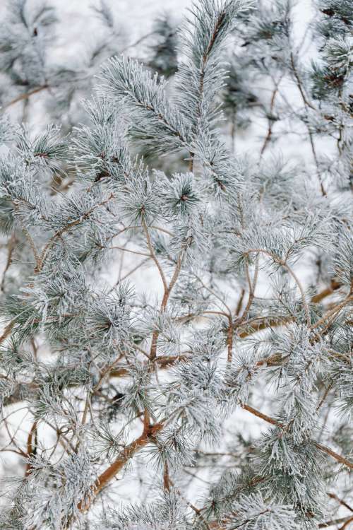 Snowy Winter Day