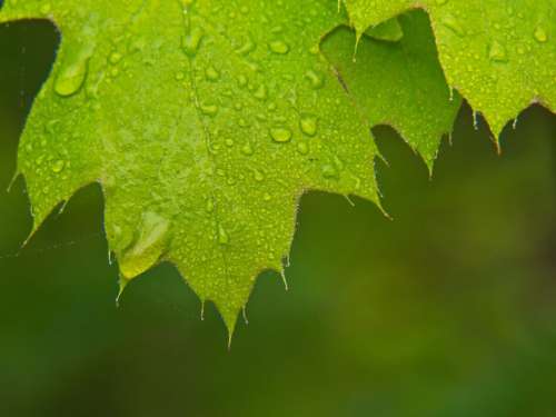 Leaf Dew Rain Free Photo