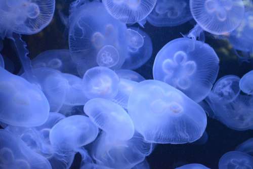 Jellyfish Blue Background Free Photo