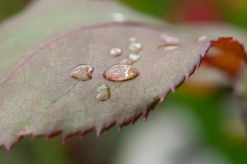 Dew Drops Leaf Free Photo