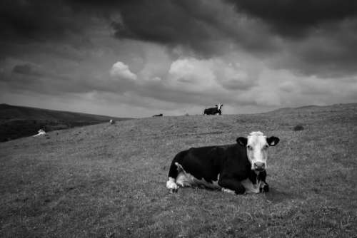 Cow Field Meadow Free Photo