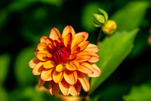 Orange Flower Bloom Free Photo