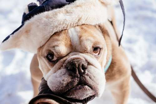 English Bulldog wearing a winter hat closeup