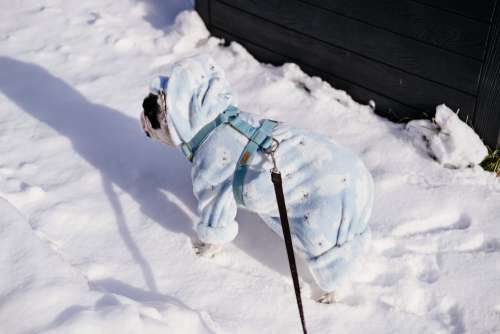 French Bulldog wearing a blue fleece onesie in winter 6