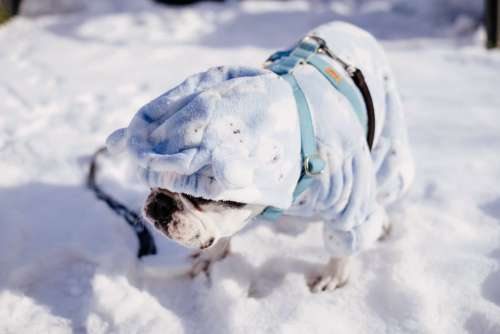 French Bulldog wearing a blue fleece onesie in winter 4