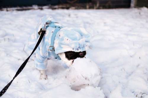 French Bulldog eating snow in a blue fleece onesie