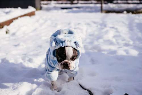 French Bulldog wearing a blue fleece onesie in winter 2