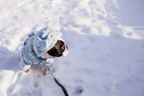 French Bulldog wearing a blue fleece onesie in winter 3