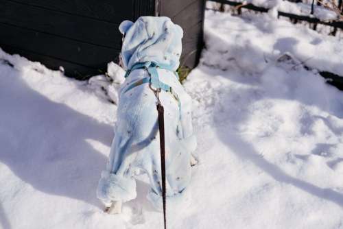 French Bulldog wearing a blue fleece onesie in winter 7