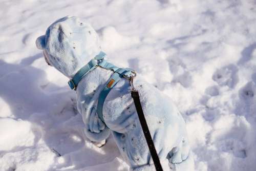 French Bulldog wearing a blue fleece onesie in winter 8