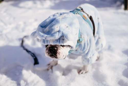 French Bulldog wearing a blue fleece onesie in winter 5