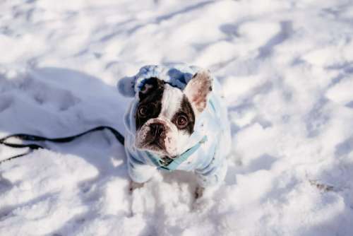 French Bulldog wearing a blue fleece onesie in winter