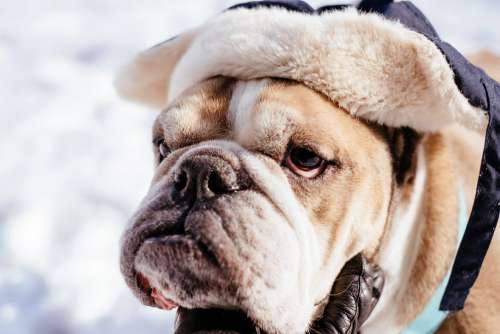 English Bulldog wearing a winter hat closeup 2