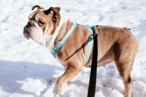 English Bulldog wearing a turquoise harness in winter