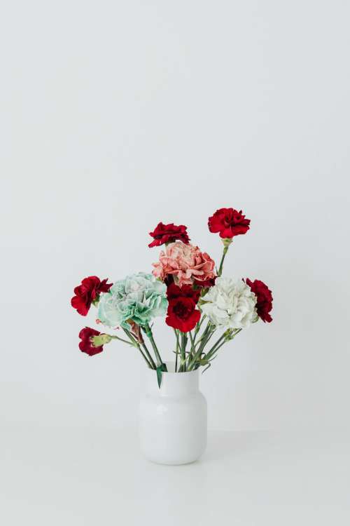 Colorful carnations flowers - Dianthus caryophyllus