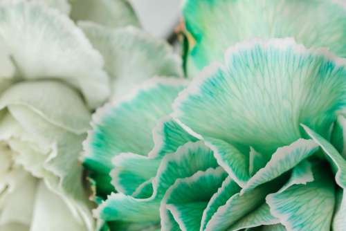 Colorful carnations flowers - Dianthus caryophyllus