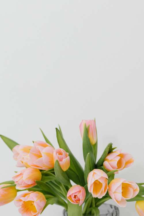 Pink and yellow tulips