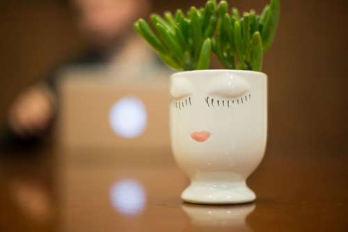 Plant Vase Indoor Free Photo