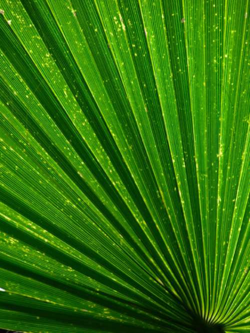 Green Leaf Abstract Free Photo