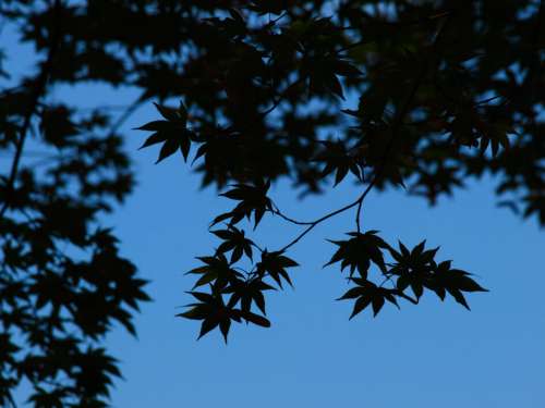 Leaves Tree Branches Free Photo