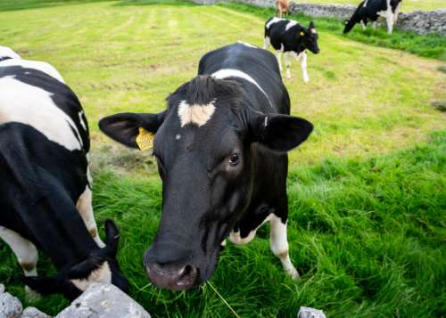 Cow Cattle Farm Free Photo