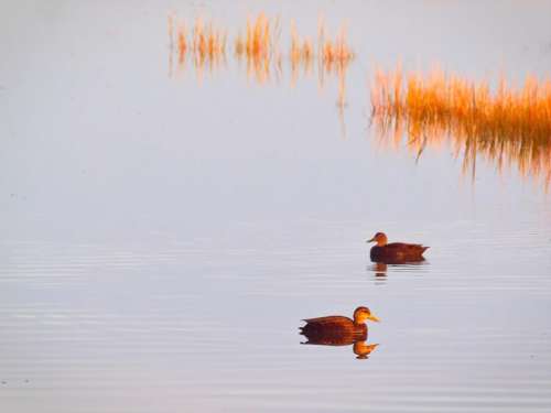 Ducks Pond Nature Free Photo