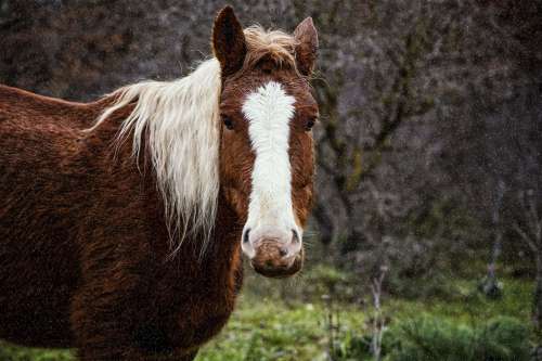 Brown And White Horse Stands In The Rain Photo