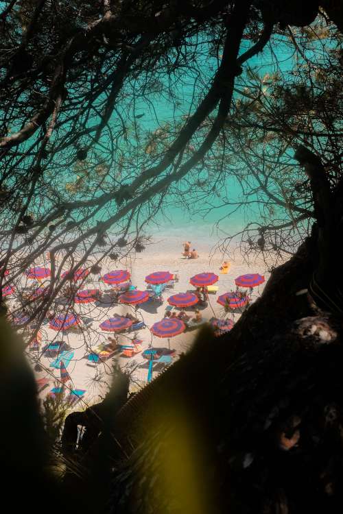 View Of A Busy Beach Through Branches Of A Tree Photo