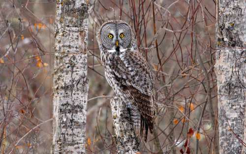 Owl Looks At Camera With Wide Eyes In A Tree Photo