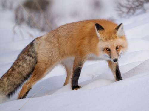 Fox Looks At The Camera While Standing In White Snow Photo