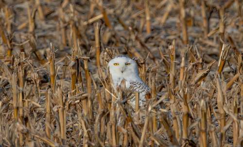 Snow White Owl In A Farmers Field Photo