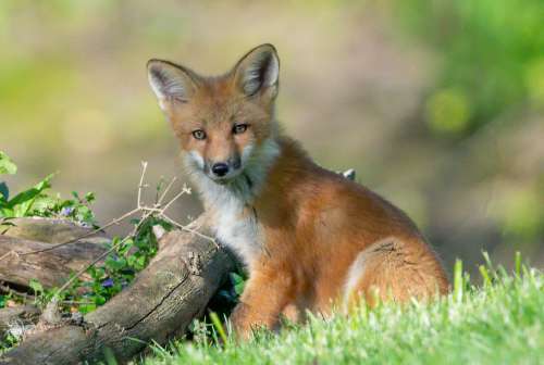Red Fox Sits In Green Grassy Field Photo