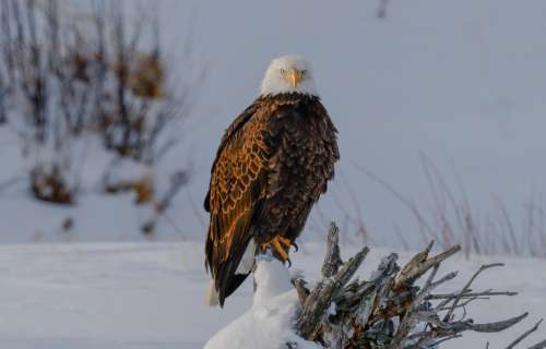 Bald Eagle Stands In A Snowy Field Photo