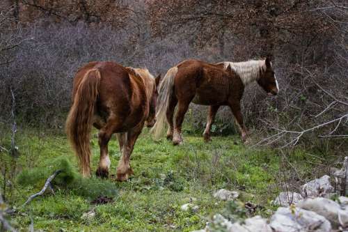Two Horse Stand On Lush Green Grass Photo