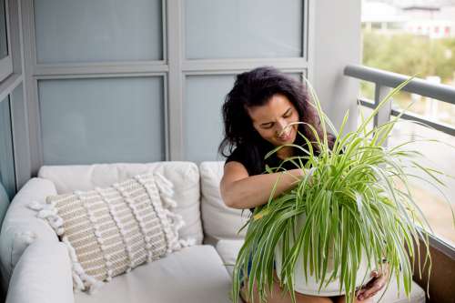 Person Sits On There Balcony And Tends To A Large Plant Photo