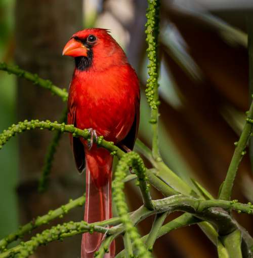 Red Cardinal Perched On A Green Branch Photo
