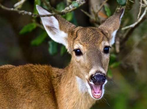 Close Up Of A Deer Looking At The Camera Photo
