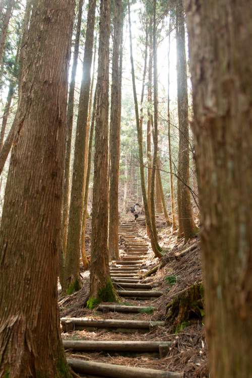 Some Logs Create Wooden Steps Between Tall Trees Photo