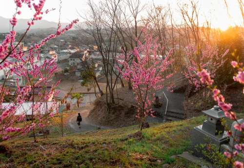 Pink Flowered Trees With A Pathway To The Town Photo