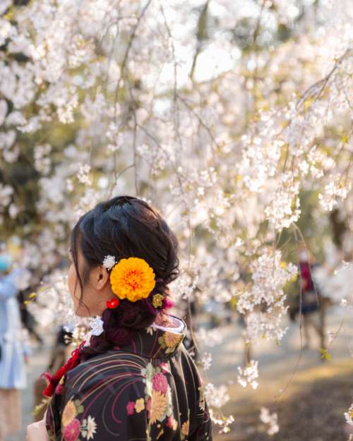 Person With An Orange Flower Stands Under Blossoming Tree Photo