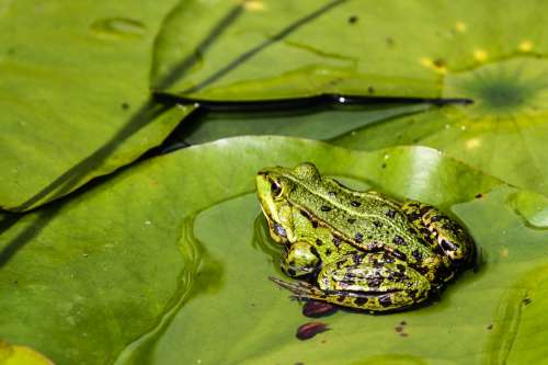 Vibrant Green Frog Sits Alone On A Lily Pad Photo