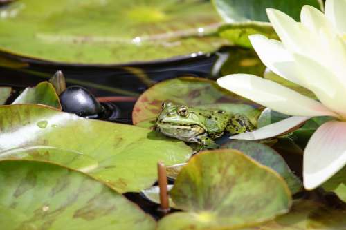 Vibrant Green Frog On A Lily Pad Alone Photo