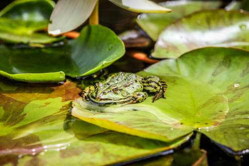A Green Frog Surrounded By Lily Pads Photo