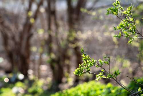 Spring twigs